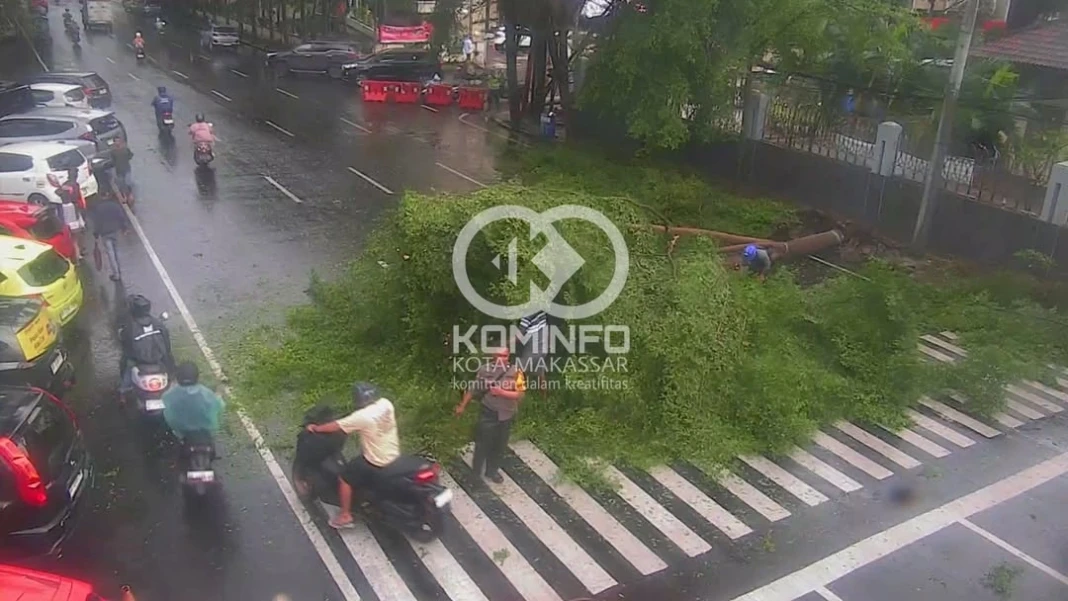 11-46 Kajaolalido-Katedral pohon tumbang. Tetap hati-hati berkendara.. Ta#CCTVDiskominfoMKS