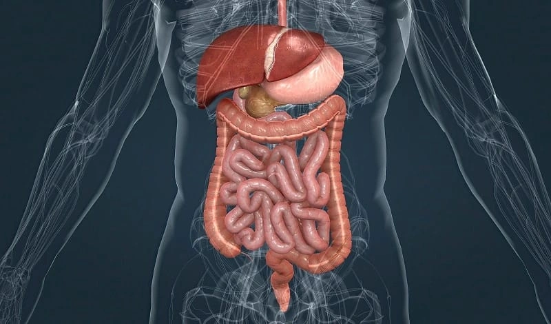 Kesehatan Pencernaan