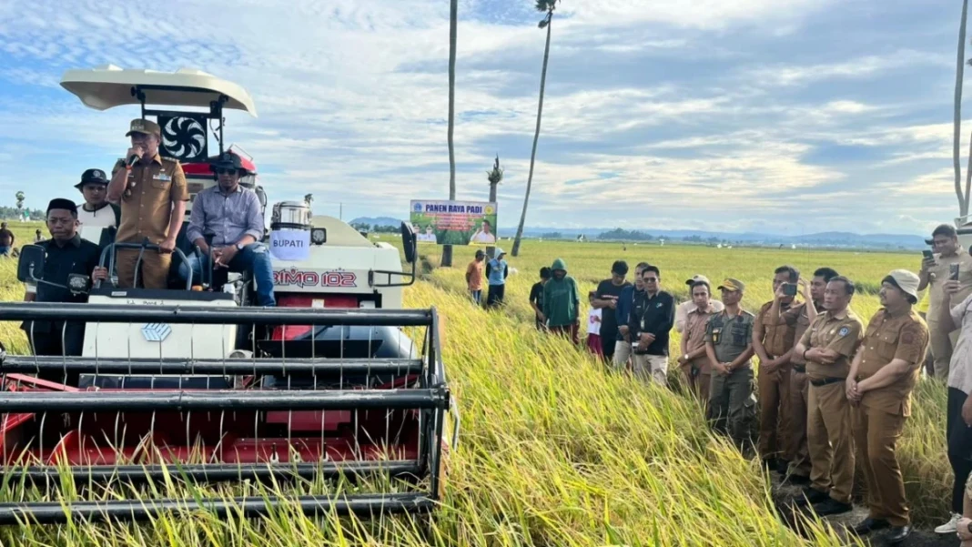Bupati Bone, Andi Asman Sulaiman menghadiri panen raya padi di Desa Solo, Kecamatan Dua Boccoe, Bone, Senin (12:1:2026).