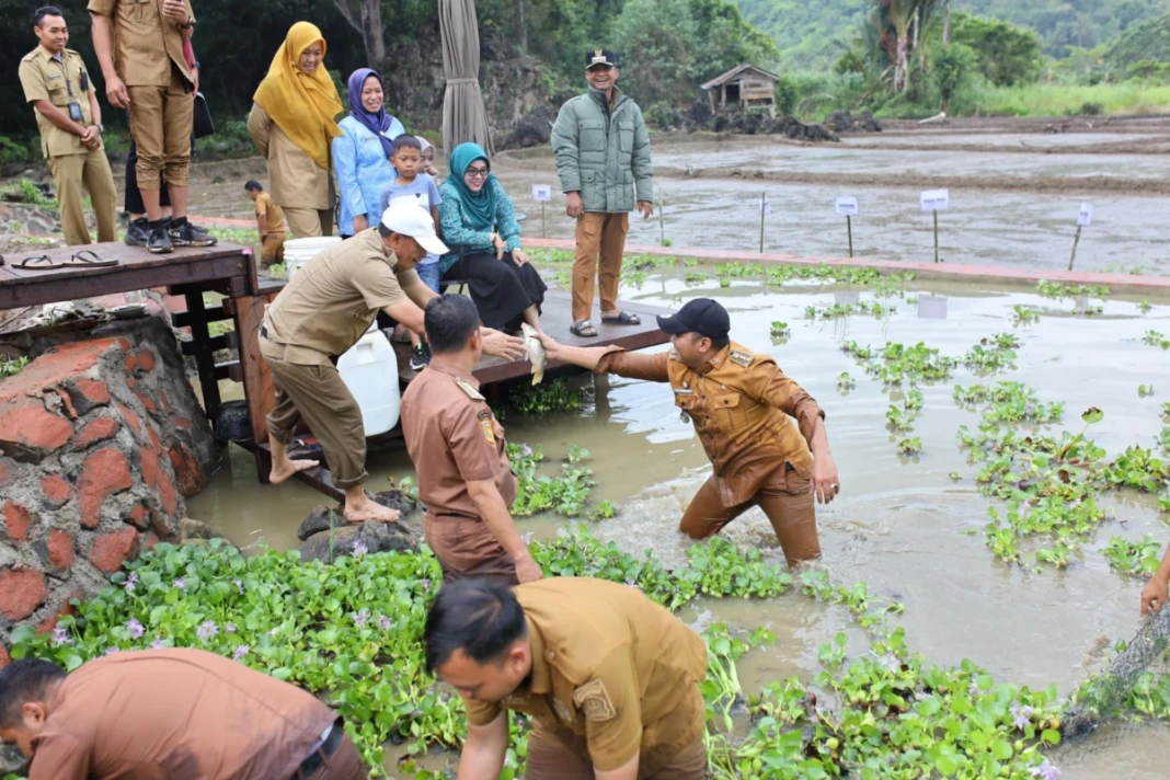 Bupati Bone Andi Asman Sulaiman mengunjungi Desa Pattuku, Bontocani, dan ikut panen ikan mas bersama warga, Rabu (21:1:2026)