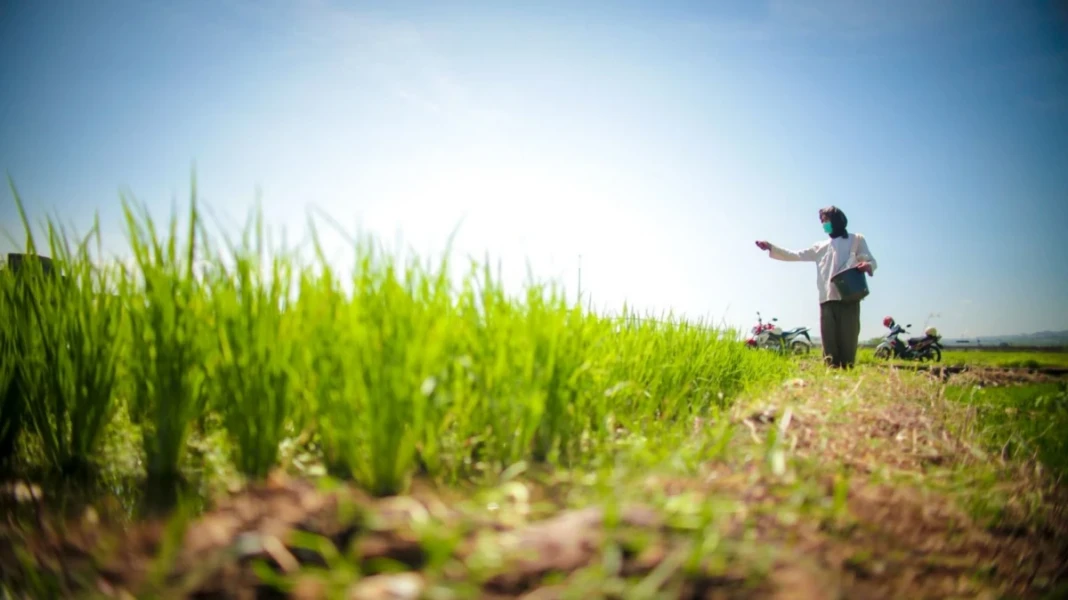 Pertanian Indonesia. Ilustrasi