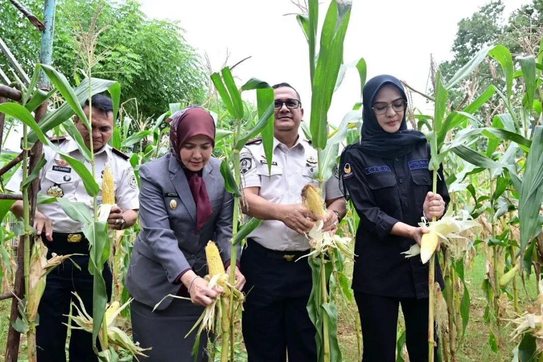 Panen raya di Lapas Sulsel, Kamis (15:1:2026).jpg