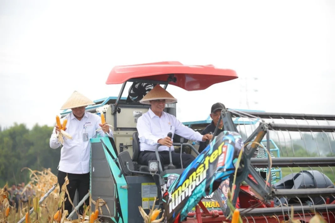 Panen Raya Jagung Cikarang
