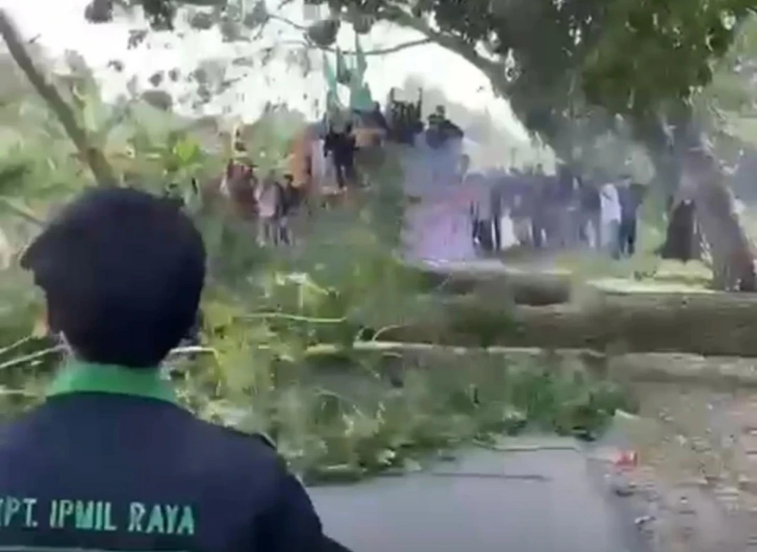 Penebangan pohon dalam aksi pemekaran Luwu Raya