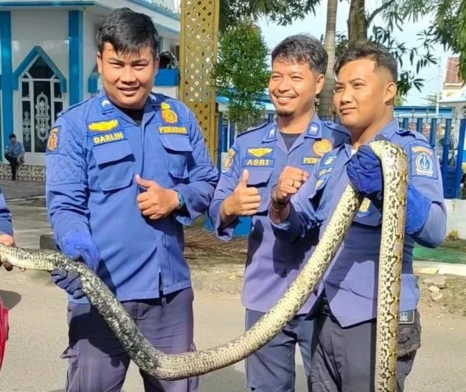 Petugas Damkar Bone mengevakuasi ular piton yang bersarang di pipa pembuangan air milik warga di Jalan Gunung Jaya Wijaya Kelurahan Watampone Kecamatan Tanete Riattang