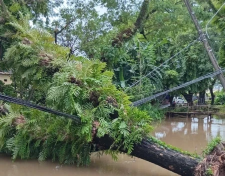Ketapang kencana di kawasan Karebosi Makassar dipertimbangkan untuk diganti karena faktor keselamatan.