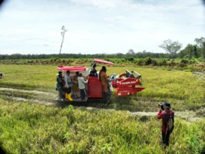 Program Cetak Sawah Tahun 2025, lahan seluas 160 hektare milik ulayat kini mulai memberikan hasil nyata.