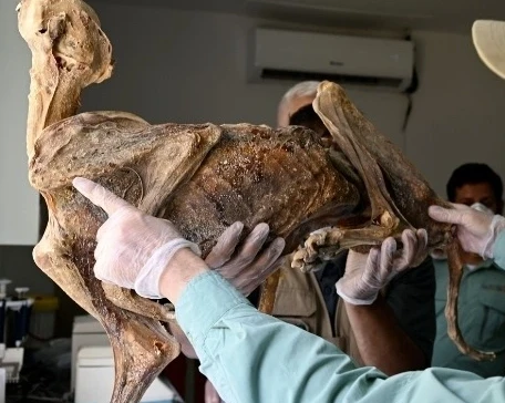 Seorang peneliti sedang memeriksa mumi cheetah di laboratorium