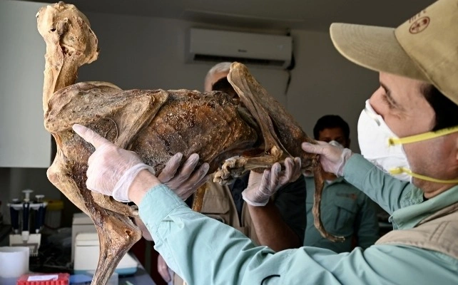 Seorang peneliti sedang memeriksa mumi cheetah di laboratorium
