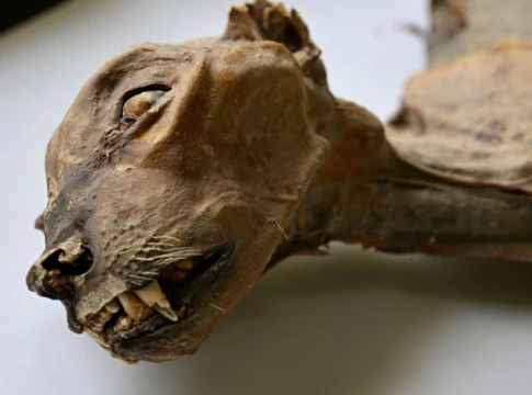 Sisa-sisa mumi seekor cheetah. (Kredit: Ahmed Boug/Communications Earth and Environment/AP).