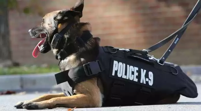 terkiniid_kenapa_anjing_pelacak_disebut_k-9-scaled-696x385