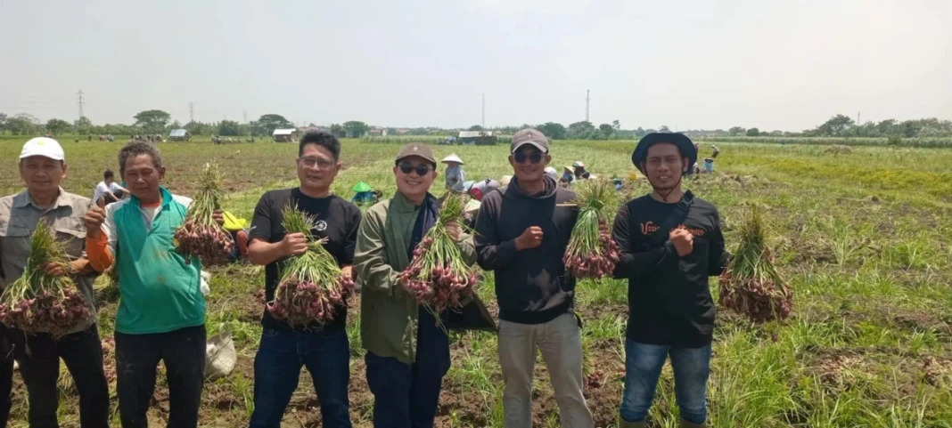 Pelaksanaan panen raya bawang merah di Desa Ender, Kecamatan Pangenan, Kabupaten Cirebon pada Sabtu (31/1/2026) lalu.