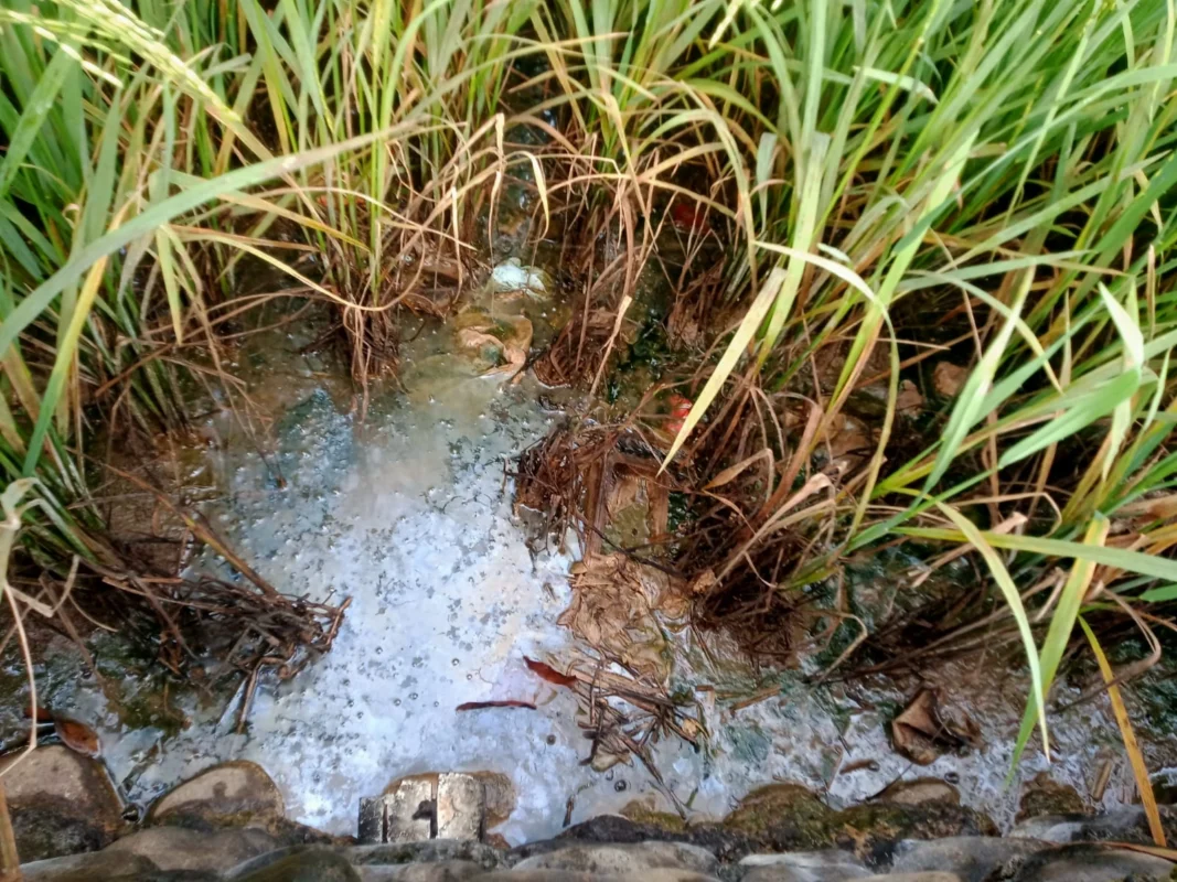 Dapur mitra MBG di Kabupaten Takalar diduga membuang limbah dapur yang berbau menyengat ke sawah warga
