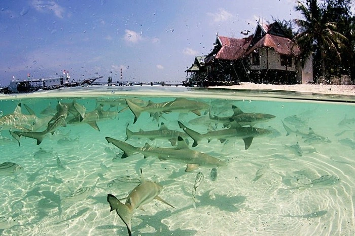 Kampung Hiu Tinabo Selayar