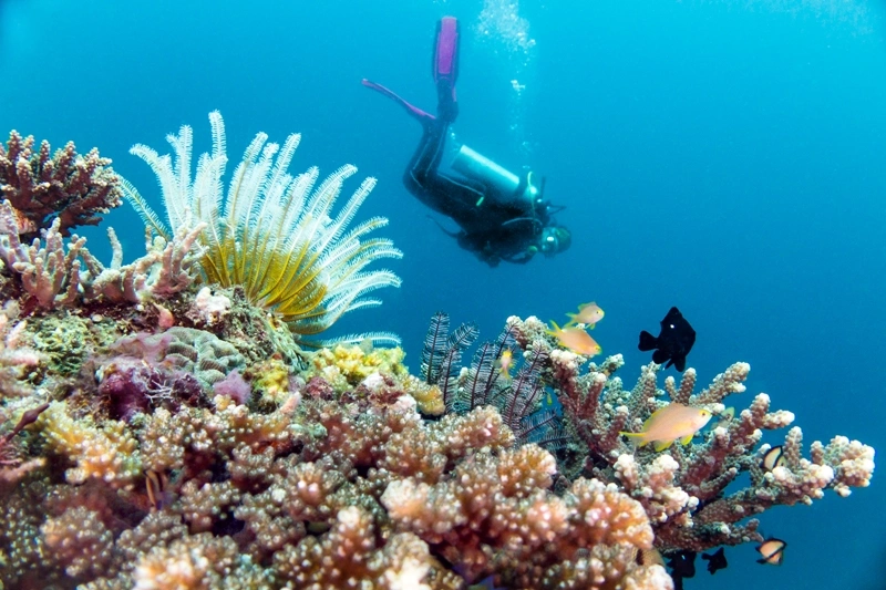 Keindahan taman laut Takabinerate, Kepulauan Selayar. Dok, Pemkab Kepulauan Selayar.
