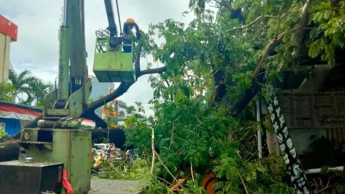 Pohon tumban di Parang layang, Makassar, Kamis