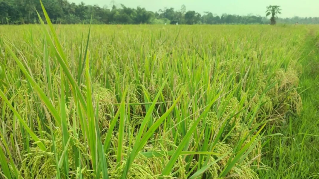 Pertanian Indonesia. ilustrasi