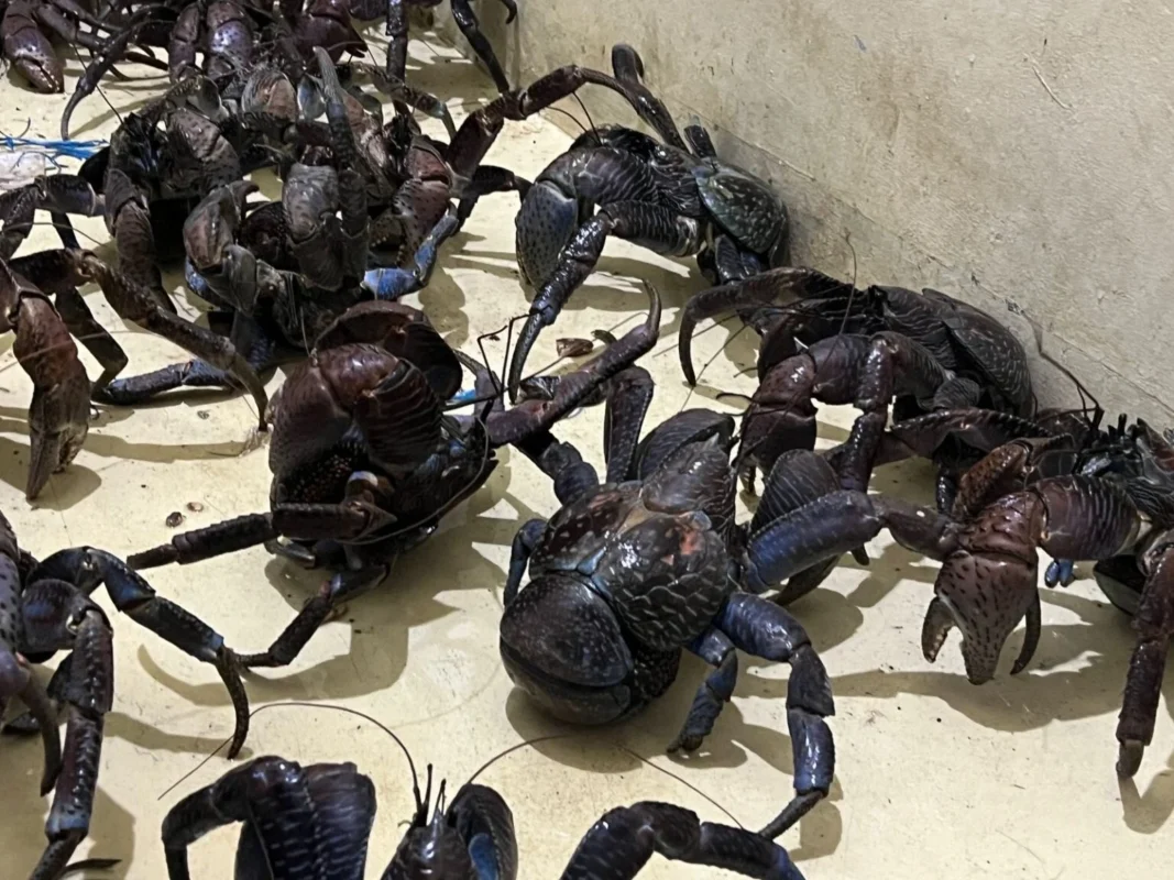 53 ekor kepiting kenari (Birgus latro) di Pelabuhan Soekarno-Hatta Makassar ditahan Karantina Sulsel.