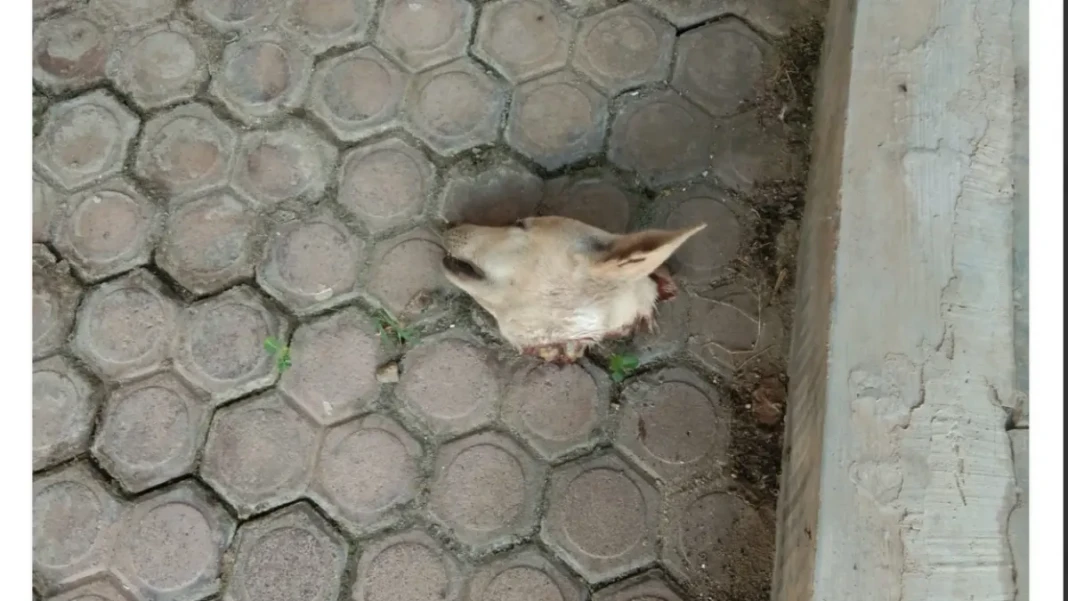 Bangkai kepala anjing yang dikirim ke rumah orang tua Palti Hutabarat