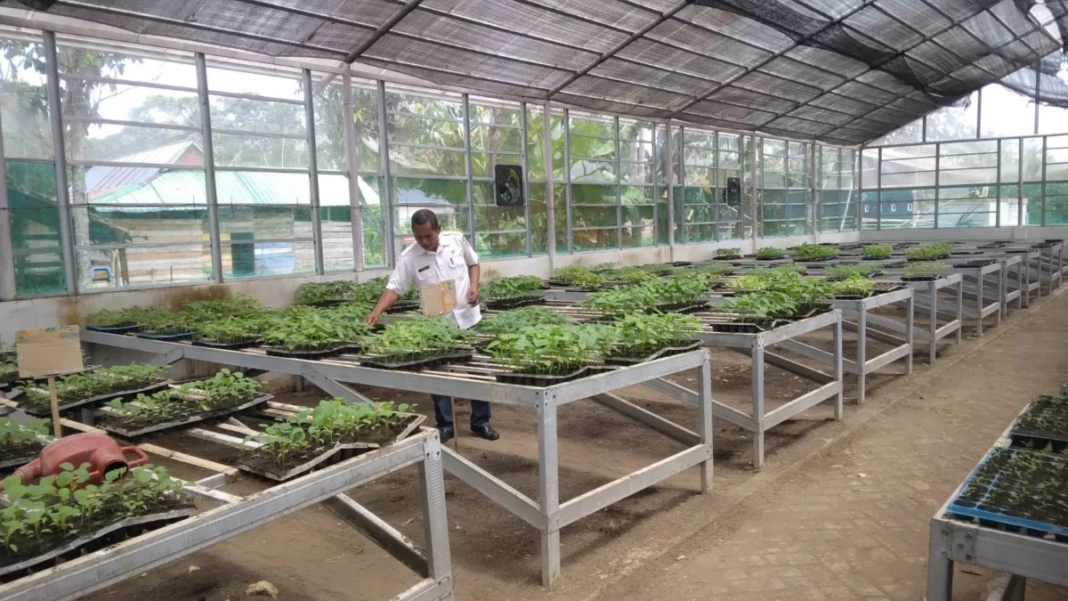 Bibit gratis berupa cabai, terong, dan tomat disiapkan di grand house mandiri sejati di Desa Lampoko Kecamatan Barebbo