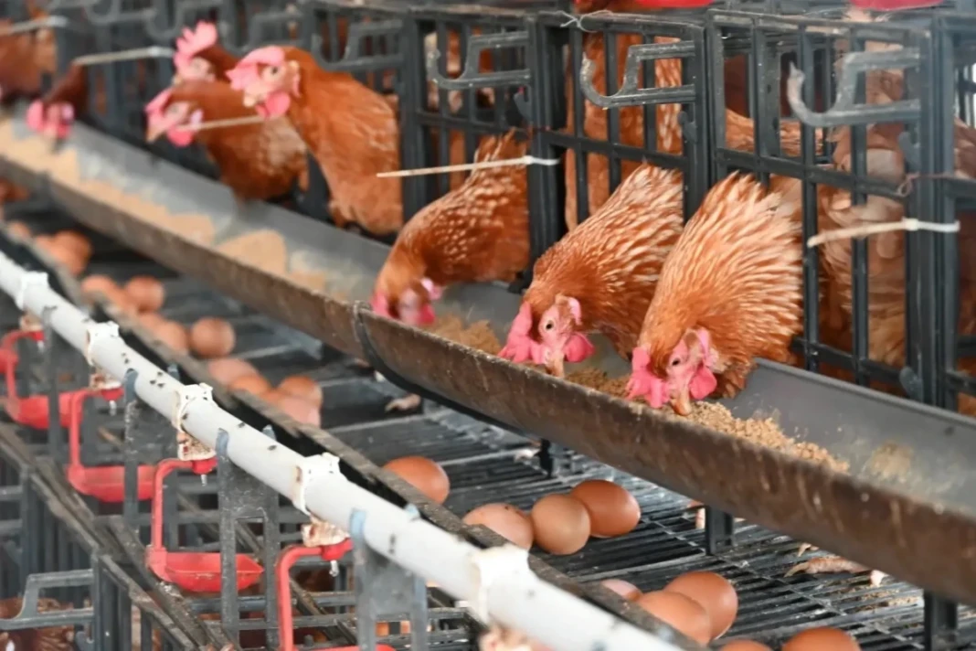 Ilustrasi hilirisasi ayam terintegrasi