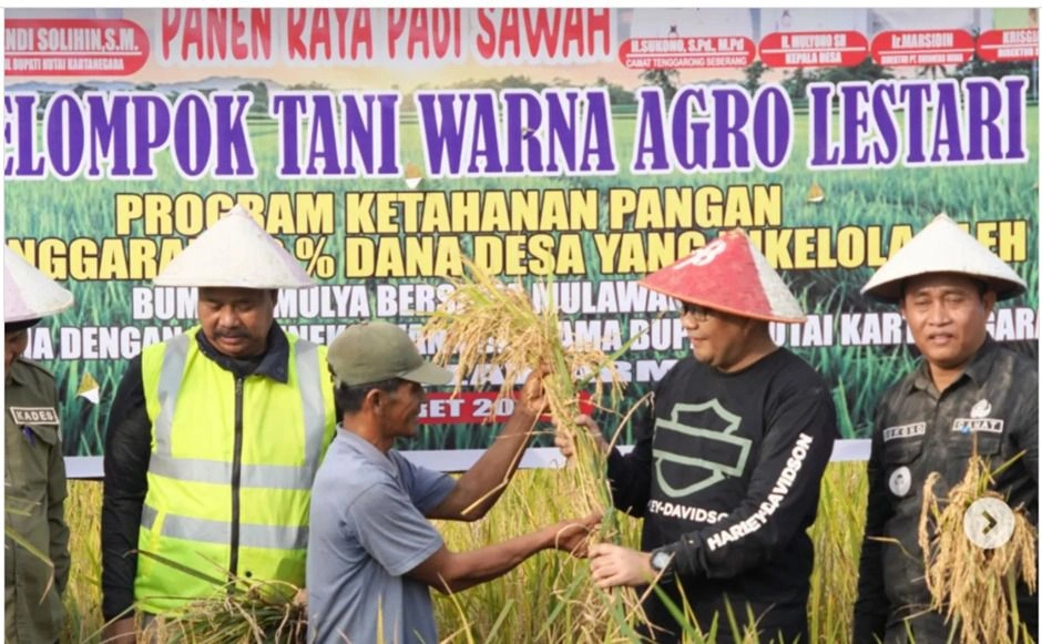 Panen raya padi dilakukan di Desa Mulawarman, Kecamatan Tenggarong Seberang, Di Kabupaten Kutai Kartanegara, Kalimantan Timur