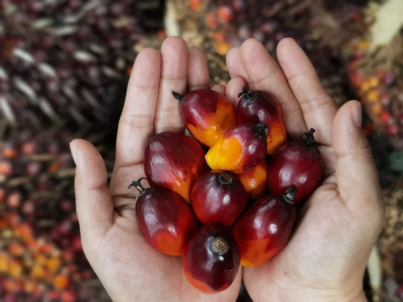 Kelapa Sawit.
