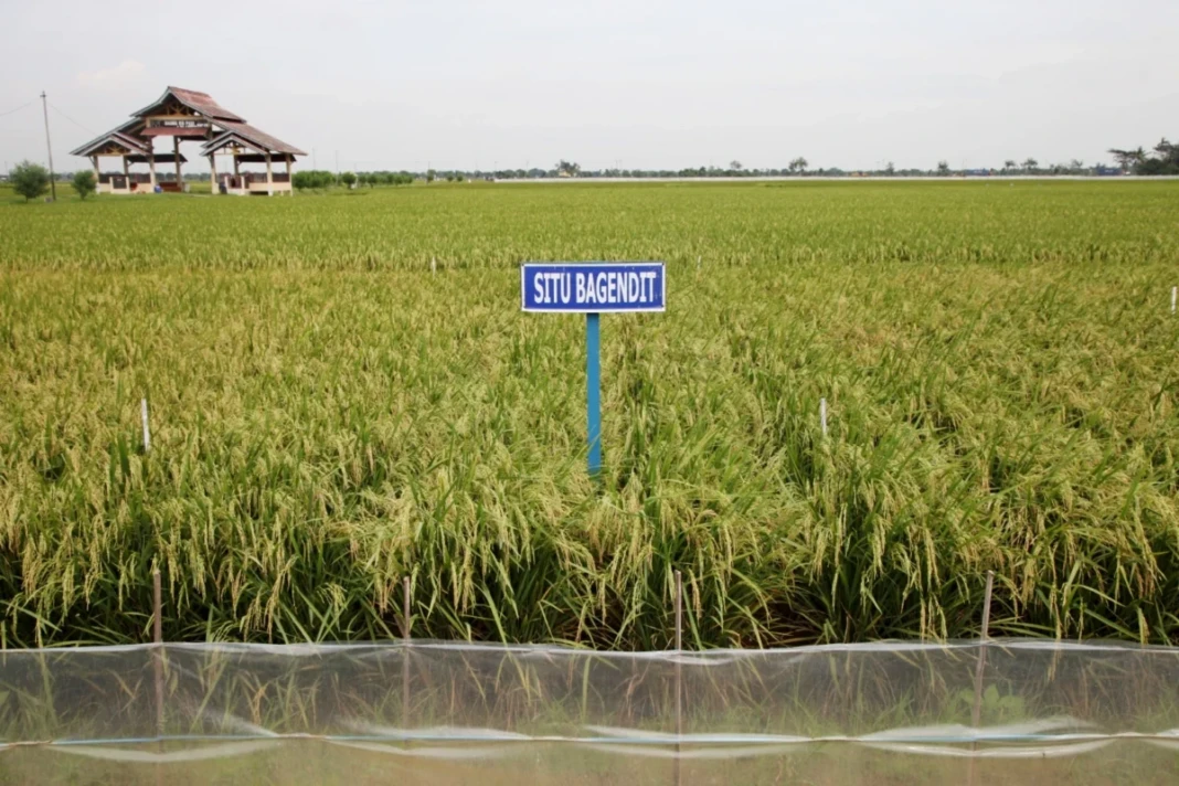 Padi varietas adaptif