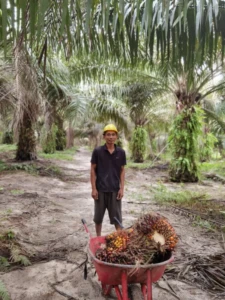 Petani kelapa sawit.