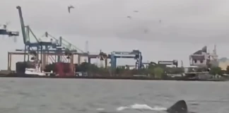 Bashing shark atau Hiu penjemur terlihat berenang di permukaan laut dekat pelabuhan. dok/makassarinfo