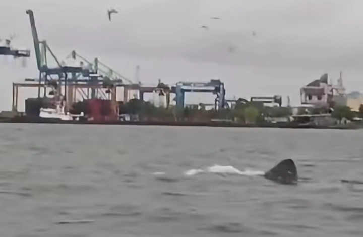 Bashing shark atau Hiu penjemur terlihat berenang di permukaan laut dekat pelabuhan. dok/makassarinfo