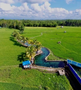 Suasana wisata Lotong-Lotong yang di kelilingi persawahan