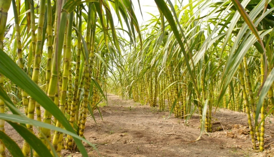 Program hilirisasi perkebunan