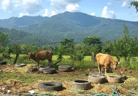 Ilustrasi sapi di kandang