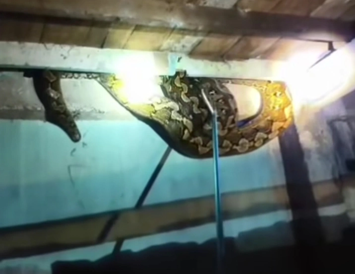 Ular raksasa sepanjang 6 meter ditemukan di atap rumah warga di Makassar. Dok/tangkapanlayar