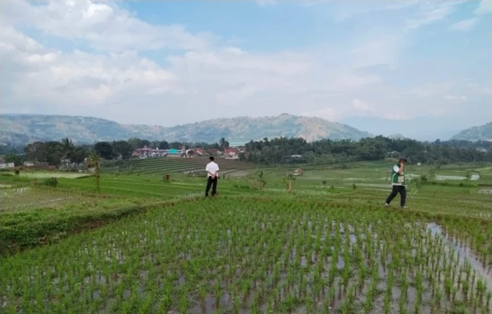 Kementan dorong petani menggunakan AUTP untuk melindungi produksi menghadapi El Nino