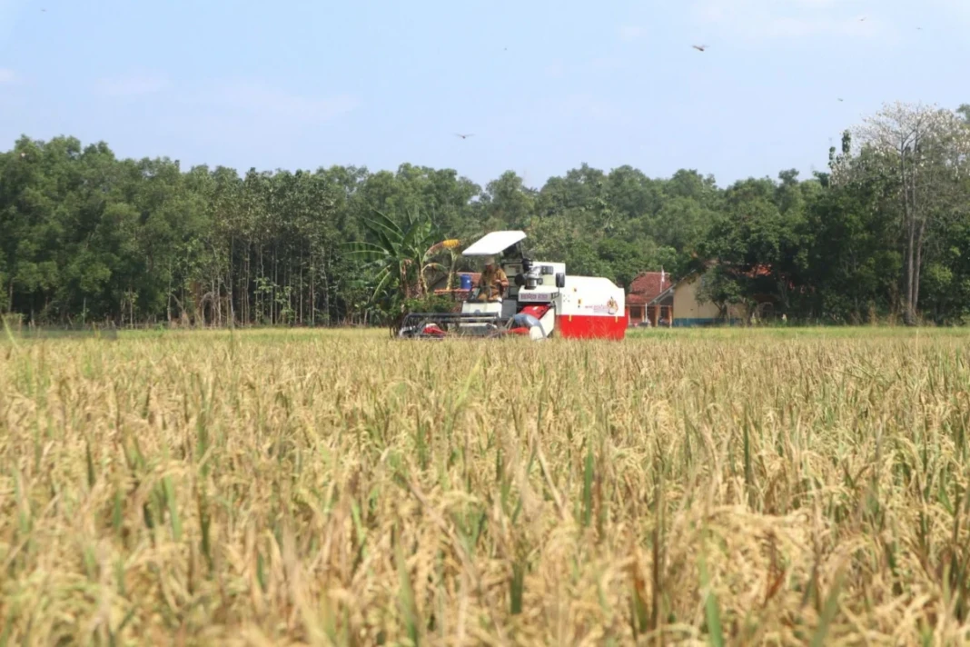 Kementerian Pertanian memperkuat ketahanan pangan nasional menghadapi El Nino 2026. 