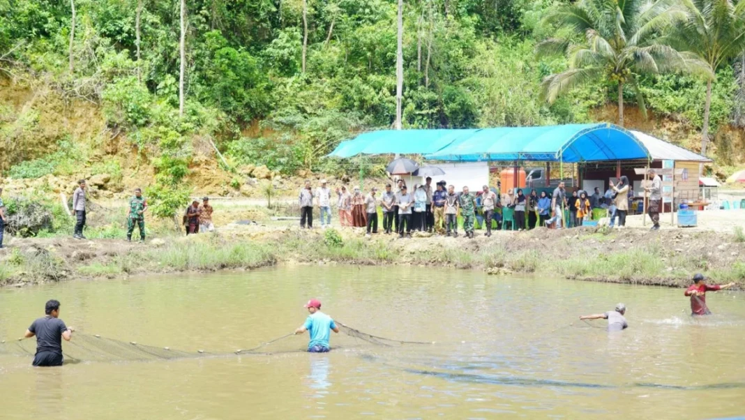 panen perdana ikan nila di Desa Cempaniga