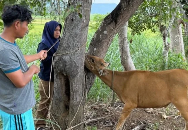 Pemeriksaan rutin ternak sapi milik warga oleh petugas Dinas Peternakan dan Kesehatan Hewan Kabupaten Bone.,