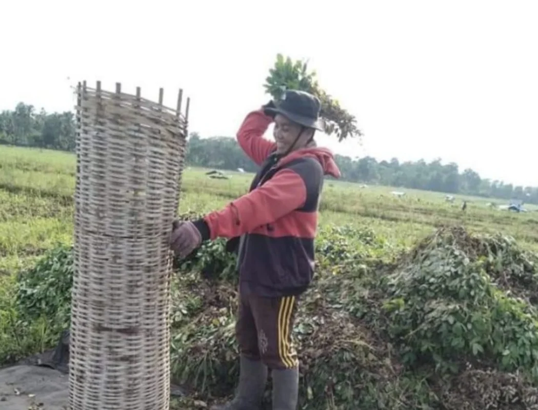Petani Kacang Tanah (Dok. JawaPos Group)