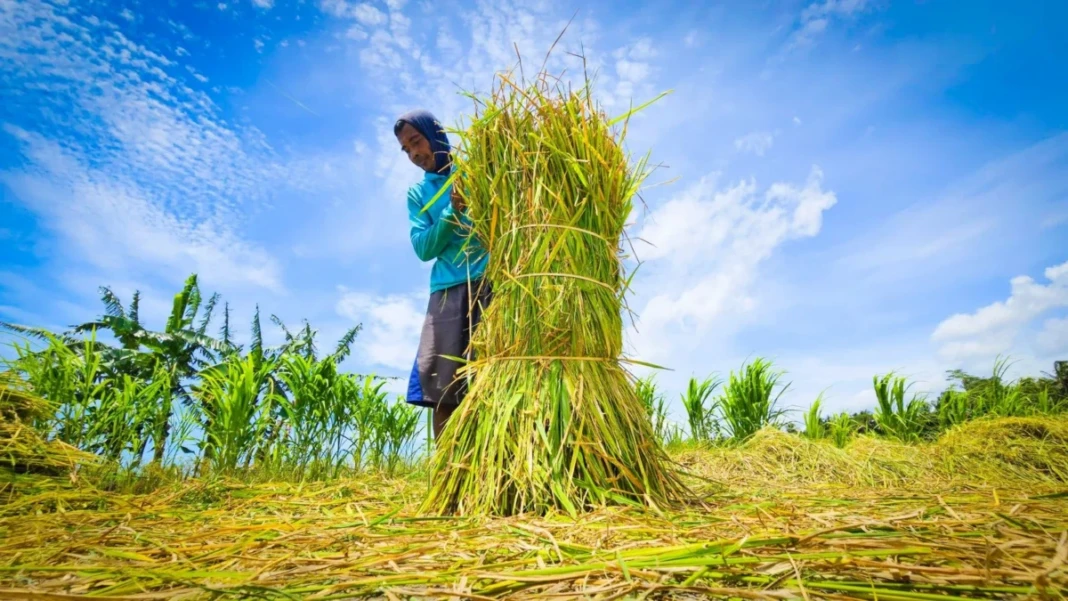 Produksi gabah di Nagari Panti Selatan, Pasaman, Sumbar, meningkat signifikan hingga 5.813 ton