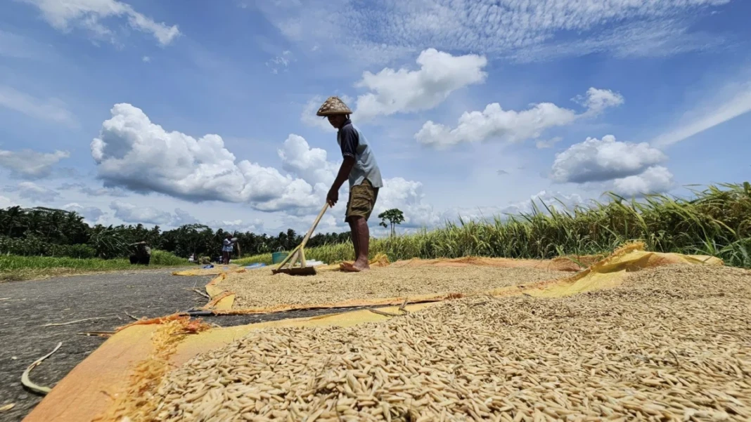 Produksi gabah pada musim panen