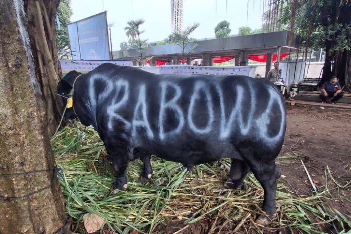 Sapi kurban dari Presiden Prabowo.