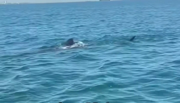 Penampakan seekor hiu yang muncul ke permukaan laut pada Kamis pagi di perairan Makassar. dok/tangkapanlayar