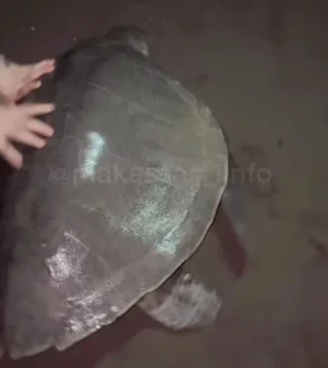 Momen langka terjadi di Pantai Biru Makassar saat seekor penyu naik ke daratan pada malam hari. dok/makassariinfo