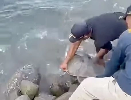 Tangkapan layar video pelepasan penyu di Bulukumba
