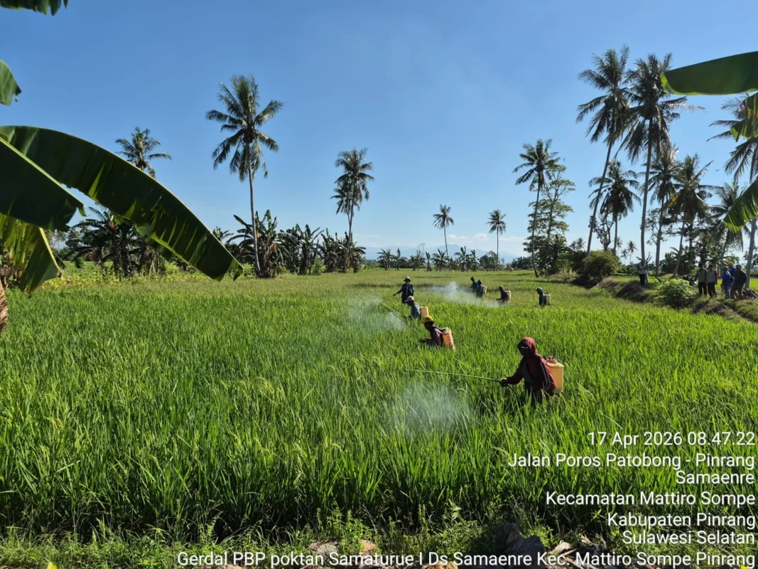 Upaya pengendalian hama penggerek batang padi