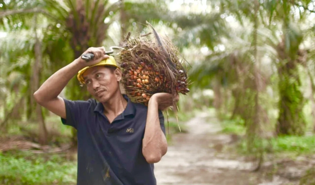 Seorang pekerja perkebunan sedang memikul Tandan Buah Segar (TBS) kelapa sawit di sebuah area perkebunan.