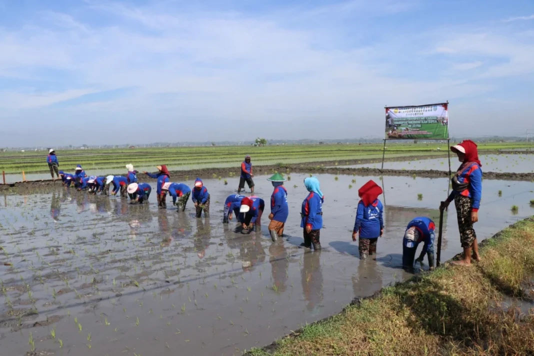 Hadapi kemarau, Kementan percepat tanam padi serentak di Jawa Timur.