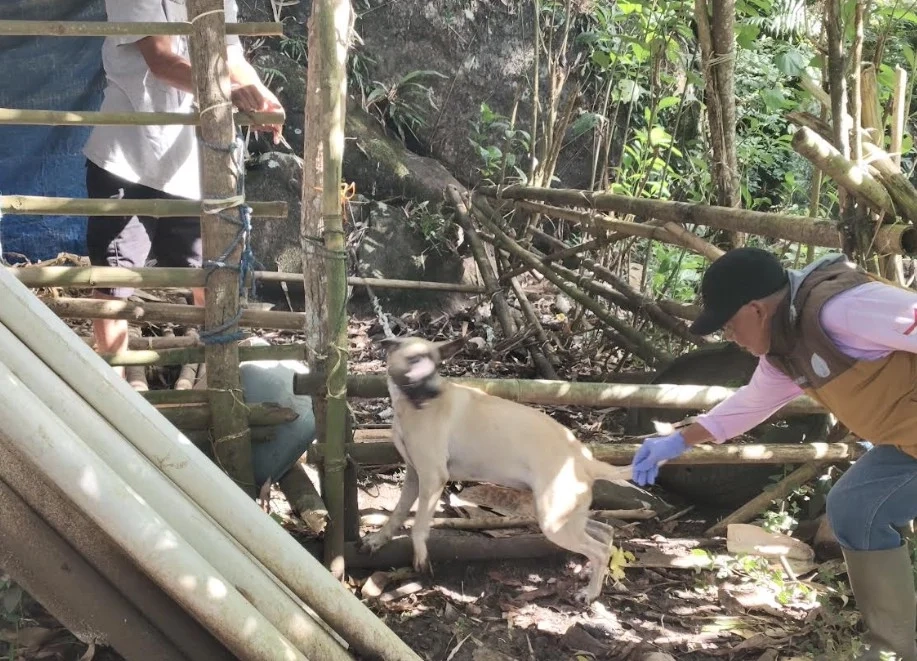 Anjing yang positif rabies gigit delapan warga Maros